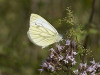 Pieris napi 39, Klein geaderd witje, Saxifraga-Willem van Kruijsbergen