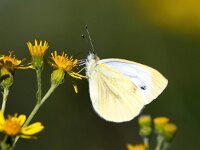 Pieris napi 41, Klein geaderd witje, Saxifraga-Bart Vastenhouw