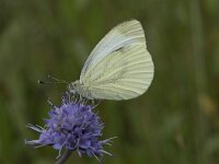 Pieris napi 42, Klein geaderd witje, Saxifraga-Willem van Kruijsbergen