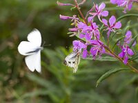 Displaying pair of Green-veined white (Pieris napi)  Displaying pair of Green-veined white (Pieris napi) : flower, insect, white, Green-veined White, Pieris napi, butterfly, butterflies, pair, fauna, wildlife, nature, natural, purple, summer, summertime, displaying, display, courtship, outside, outdoor, no people, nobody