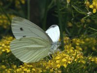 Pieris napi 5, Klein geaderd witje, Vlinderstichting-Kars Veling