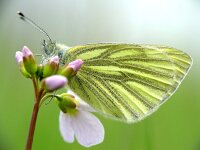 Pieris napi 7, Klein geaderd witje, 1st generation, Vlinderstichting-Henk Bosma