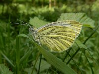 Pieris napi 70, Klein geaderd witje, Saxifraga-Ed Stikvoort : Millingerwaard