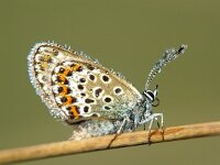 Plebeius argus 28, Heideblauwtje, Vlinderstichting-Henk Bosma