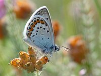 Plebeius argus 30, Heideblauwtje, Vlinderstichting-Henk Bosma