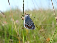 Plebeius argus 33, Heideblauwtje, with ants, Vlinderstichting-Henk Bosma