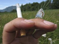 Plebeius argus 45, Heideblauwtje, Saxifraga-Rob Felix : Animalia, Arthropoda, Insecta, Lepidoptera, animal, arthropod, butterfly, dier, dieren, geleedpotige, geleedpotigen, insect, insecten, vlinder, vlinders