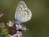 Plebeius argus 52, Heideblauwtje, male, Saxifraga-Jan van der Straaten