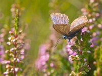 Plebeius argus 57, Heideblauwtje, Saxifraga-Rudmer Zwerver