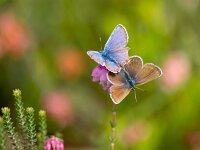 Couple of plebeius argus butterfly mating  Couple of plebeius argus butterfly mating : Bug, Plebejus, Plebejus argus, argus, argus blue, beautiful, beauty, black, blue, bright, butterfly, close, closeup, colorful, daily, day, daylight, evening, eyes, fauna, flower, flutter, fly, fringe, garden, green, heath, heathland, heide, heideblauwtje, hot, insect, knautia, linnaeus, lycaenidae, macro, male, mating, meadow, morning, moth, nature, pattern, plant, plebeius, plebeius argus, purple, silver, spots, studded, summer, sun, up, warm, wings