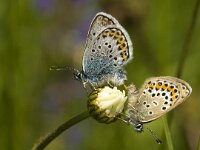 Plebeius argus 65, Heideblauwtje, Saxifraga-Jan van der Straaten
