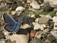 Plebeius argus 69, Heideblauwtje, male, Saxifraga-Jan van der Straaten