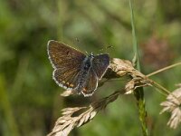 Plebeius argus 79, Heideblauwtje, Saxifraga-Willem van Kruijsbergen