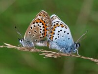 Plebeius argus 85, Heideblauwtje, Saxifraga-Hans Dekker