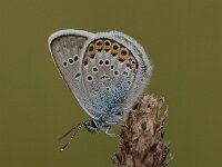 Plebeius argus 92, Heideblauwtje, Saxifraga-Bas Klaver