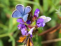 Plebeius argus 94, Heideblauwtje, Saxifraga-Bart Vastenhouw