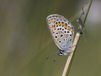 Plebeius argus 96, Heideblauwtje, Saxifraga-Mark Zekhuis
