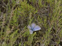 Plebejus argus 118, Heideblauwtje, Saxifraga-Willem van Kruijsbergen
