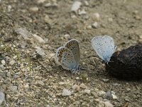 Plebeius argyrognomon 6, Kroonkruidblauwtje, Saxifraga-Jan van der Straaten