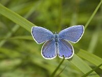 Plebeius idas 11, Vals heideblauwtje, male, Saxifraga-Jan van der Straaten