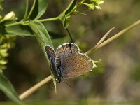 Plebeius idas 17, Vals heideblauwtje, Saxifraga-Willem van Kruijsbergen