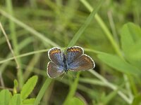 Plebeius idas 2, Vals heideblauwtje, female, Saxifraga-Jan van der Straaten