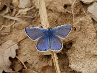 Plebeius idas 21, Vals heideblauwtje, Saxifraga-Willem van Kruijsbergen