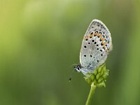Plebeius idas 23, Vals Heideblauwtje, Saxifraga-Luuk Vermeer