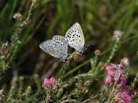 Plebeius optilete, Cranberry Blue