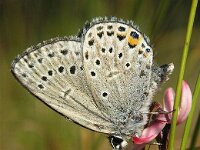 Plebeius optilete 15, Veenbesblauwtje, Saxifraga-Hans Dekker