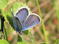 Plebeius optilete 26, Veenbesblauwtje, Saxifraga-Hans Dekker