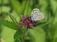Plebeius optilete 30, Veenbesblauwtje, Saxifraga-Hans Dekker