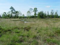 Plebeius optilete 4, Veenbesblauwtje, habitat, Vlinderstichting-Henk Bosma