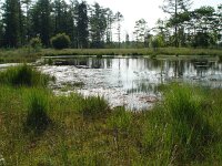 Plebeius optilete 8, Veenbesblauwtje, habitat, Vlinderstichting-Henk Bosma