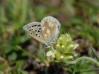 Plebeius pyrenaica, Gavarnie Blue