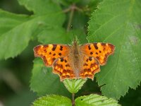 Polygonia c-album 11, Gehakkelde aurelia, Vlinderstichting-Chris van Swaay  Gehakkelde aurelia Polygonia c-album PCALB POLYCALB