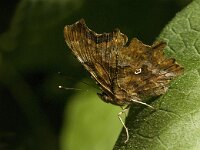 Polygonia c-album 15, Gehakkelde aurelia, Saxifraga-Jan van der Straaten