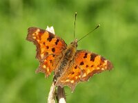 Polygonia c-album 16, Gehakkelde aurelia, Vlinderstichting-Chris van Swaay  Gehakkelde aurelia Polygonia c-album PCALB POLYCALB