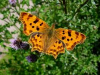 Polygonia c-album 17, Gehakkelde aurelia, Vlinderstichting-Henk Bosma