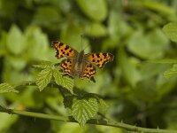 Polygonia c-album 2, Gehakkelde aurelia, female, Saxifraga-Jan van der Straaten