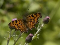 Polygonia c-album 20, Gehakkelde aurelia, Saxifraga-Jan van der Straaten