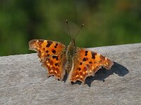 Polygonia c-album 21, Gehakkelde aurelia, Vlinderstichting-Albert Vliegenthart