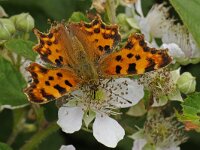 Polygonia c-album 28, Gehakkelde aurelia, Saxifraga-Ab H Baas