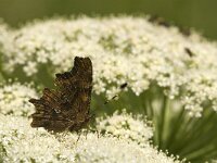 Polygonia c-album 37, Gehakkelde aurelia, Saxifraga-Jan van der Straaten