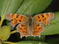 Gehakkelde aurelia #42272 : Polygonia c-album, Gehakkelde aurelia