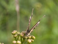 Polygonia c-album 51, Gehakkelde aurelia, Saxifrag-Roel Meijer  Gehakkelde eurelia