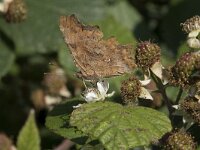 Polygonia c-album 52, Gehakkelde aurelia, Saxifraga-Willem van Kruijsbergen
