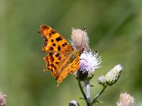 Polygonia c-album 87, Gehakkelde aurelia, Saxifraga-Bart Vastenhouw