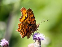 Polygonia c-album 88, Gehakkelde aurelia, Saxifraga-Bart Vastenhouw