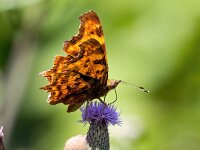 Polygonia c-album 90, Gehakkelde aurelia, Saxifraga-Bart Vastenhouw